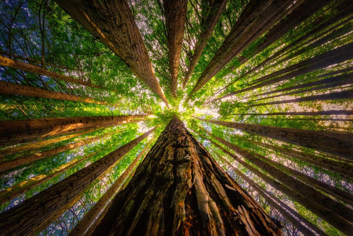 State of Reforestation